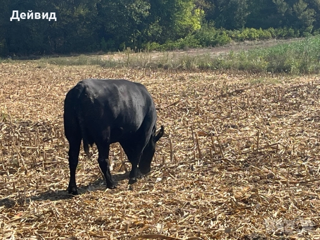 Продавам месодайни юнички!, снимка 2 - Крави - 51671558