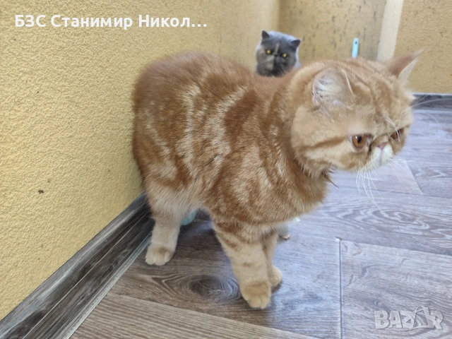 Женски екзотични котки на 2 години и на 5 месеца., снимка 10 - Персийска - 52945926