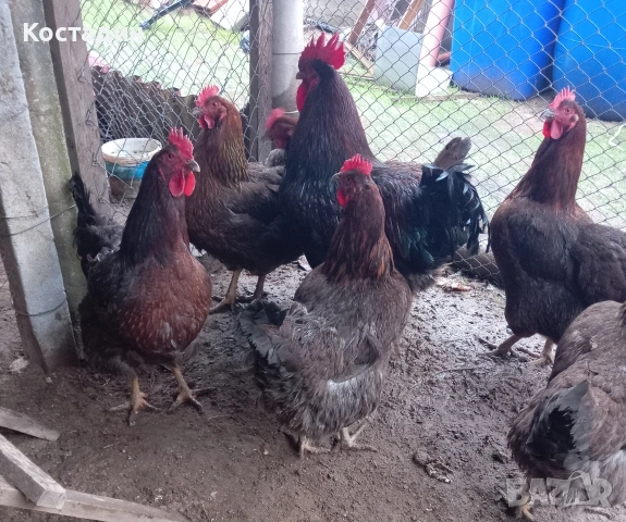 Оплодени яйца от катунска кокошка , снимка 3 - Кокошки и пуйки - 53915414