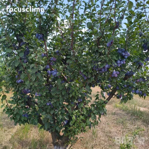 сини сливи сорт "Стенлей" БИО, снимка 4 - Домашни продукти - 55722571