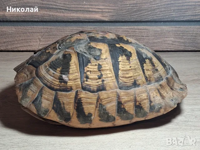 Голяма стара Коруба Черупка от Костенурка