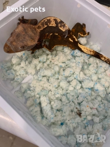 Ресничест гекон, бананояден гекон, Rhacodactylus ciliatus, , снимка 4 - Гекон - 52913787