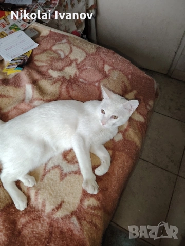 Бяло мъжко коте на 9 месеца , снимка 8 - Други - 53939691