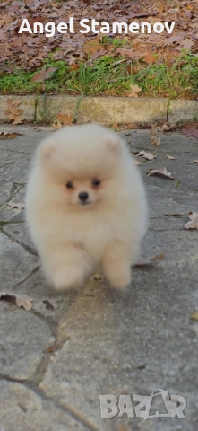 Померан,мини момченца с родословие!, снимка 9 - Померан - 52471328