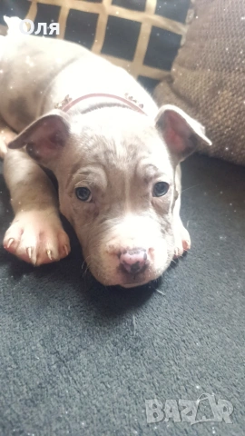 Американско були ХЛ , снимка 2 - Други - 54162015