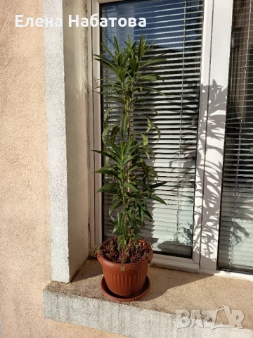 Олеандри в саксии, снимка 8 - Градински цветя и растения - 52717924