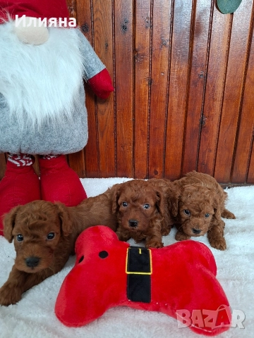 Пудел той момчета 