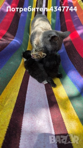 Подарявам три малки котенца. , снимка 2 - Други - 54358034
