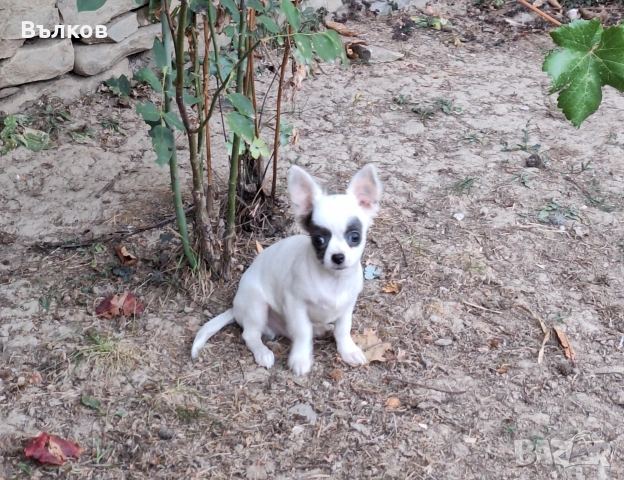 Чихуахуа Бяло със синьо