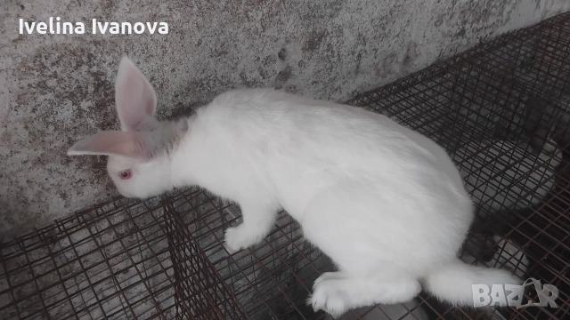 зайци Цика с новозелантски 