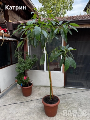 Дръвче Авокадо, снимка 2 - Градински цветя и растения - 51643194