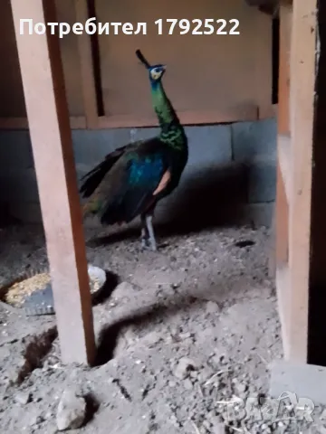 Мъжки зелен явайски паун от 2023, снимка 1