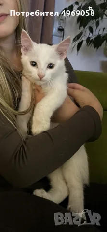 Подарявам бяло и сиво коте, снимка 6 - Персийска - 56353605