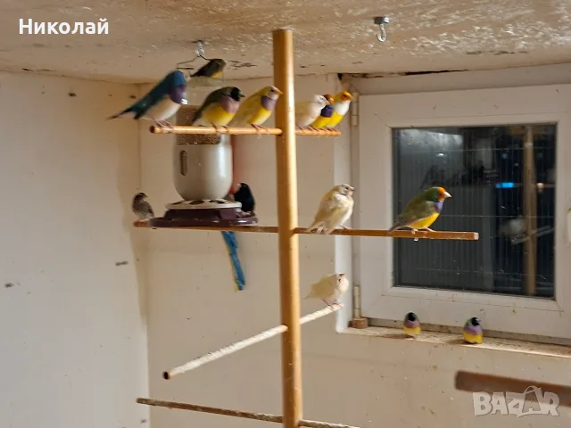 Гулдови Амадини!, снимка 8 - Гълъби - 56230696