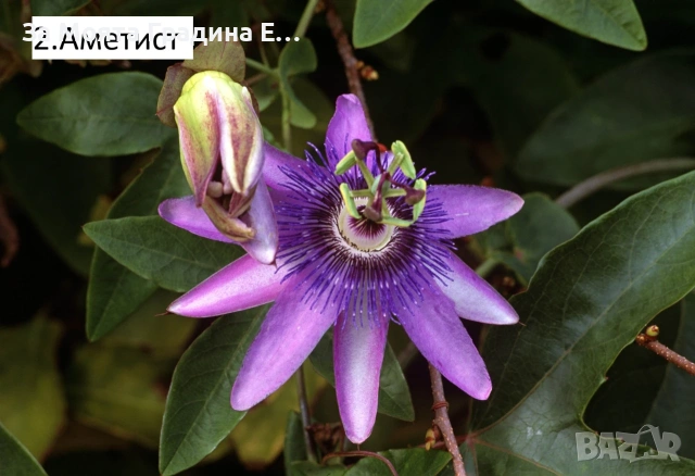 Пасифлора - Плод Маракуя , снимка 7 - Градински цветя и растения - 54019948