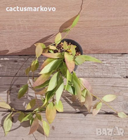 Hoya gracilis, снимка 1 - Стайни растения - 42876013