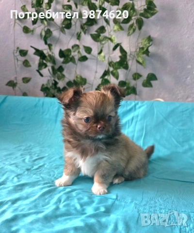 чихуахуа момченца 