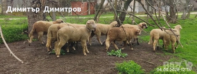 агнета , снимка 4 - Овце - 54095749