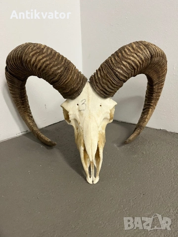 Трофеи от муфлони, снимка 10 - Декорация за дома - 54321341