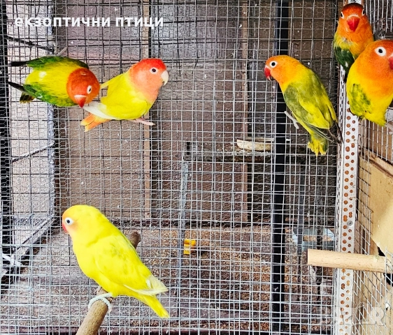 Бартер Неразделки , снимка 2 - Папагали - 52891671