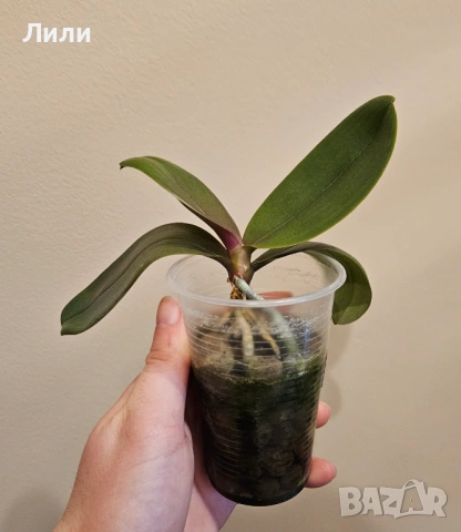 Ароматма орхидея фаленопсис Table Naranja