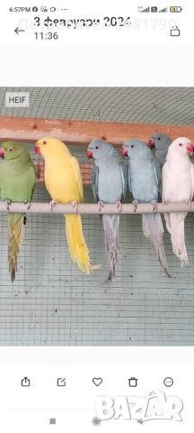 Птици, снимка 6 - За птици - 51924824