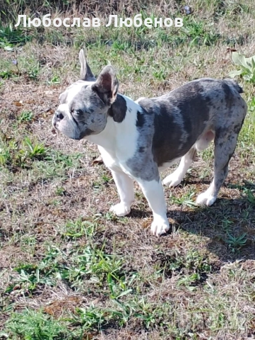 Френски булдог , снимка 3 - Френски булдог - 52931895