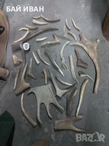 РОГА , снимка 1