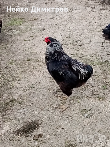 Петли патици гъски , снимка 4 - Патици и гъски - 54212161