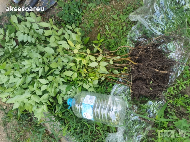 Нова здрава Еводия над метър Фиданки от медоносното дърво на пчеларя разсад високи дръвчета , снимка 15 - Разсади - 51647548