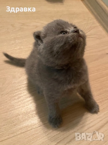 Шотландски клепоухи котета, снимка 2 - Британска късокосместа - 52573303