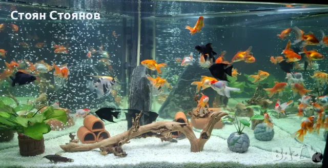 Продавам златни рибки , снимка 1