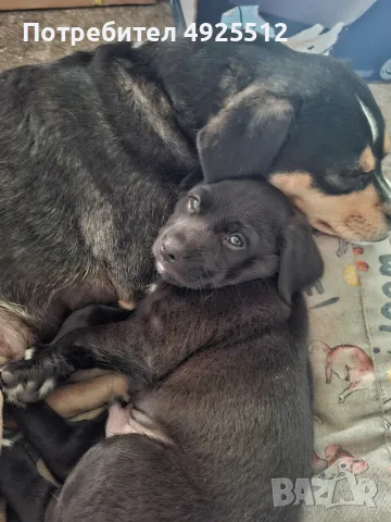 Кученца, на 1 месец
