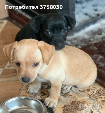 Продават се Пинчери, снимка 2 - Пинчер - 54004922