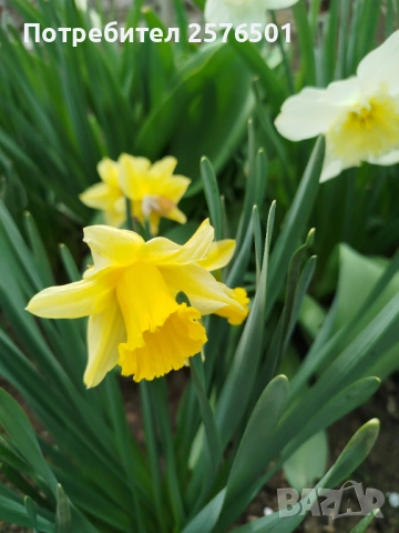 Продавам различни сортове нарциси и коледници