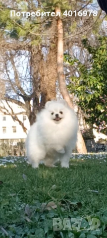 Померан Момче с Родословие 