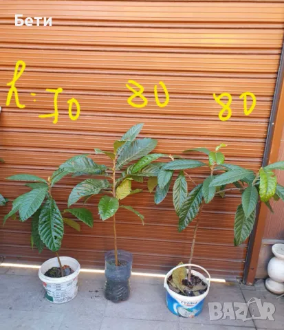 Японска мушмула , снимка 18 - Градински цветя и растения - 31277559