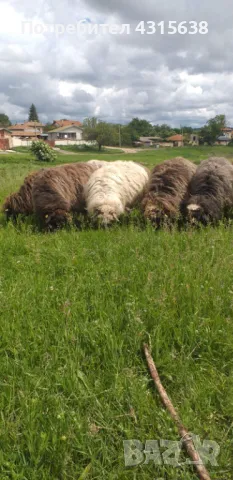 Продавам овце и агнета, снимка 3 - Овце - 48169204