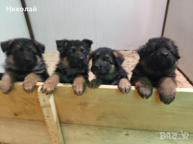 Малки немски овчарки, снимка 7 - Немска овчарка - 51923790