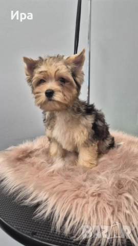 Момче, снимка 1