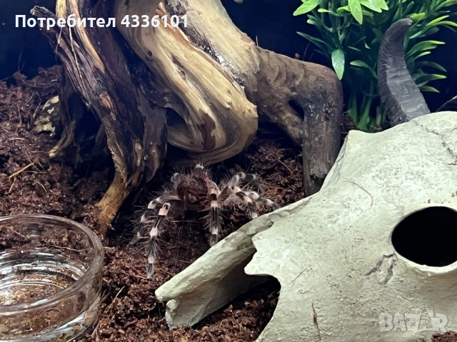 Продавам Acanthoscurria geniculata – гигантска бразилска белоколенчеста тарантула 🕷️, снимка 1