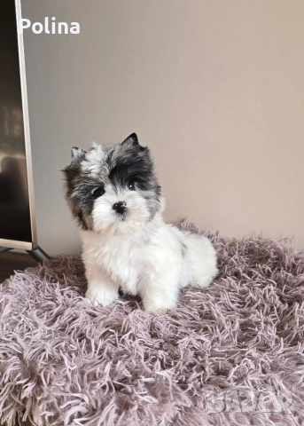 Момиче родословна принцеса