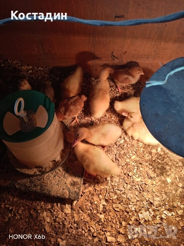 Пекински патета и гъсета , снимка 3 - Патици и гъски - 53882931