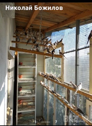 Продавам Диамантени Гугутки 