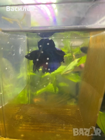 Мъжка рибка бета, снимка 3 - Рибки - 52664415