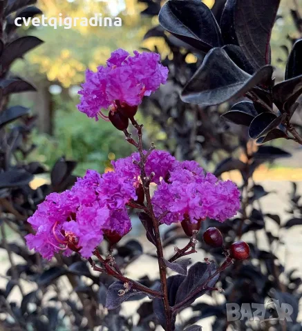 Lagerstroemia ‘Purely Purple’ (Лагерстремия Чисто лилава)
