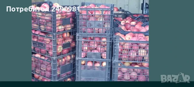 Продавам ябълки градински от Кюстендил , снимка 5 - Домашни продукти - 56213837