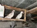 Типлери сръбски и унгарски  3 чифта, снимка 4