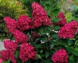 Хортензия paniculata Wim's Red, снимка 5