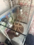Терариум , снимка 3